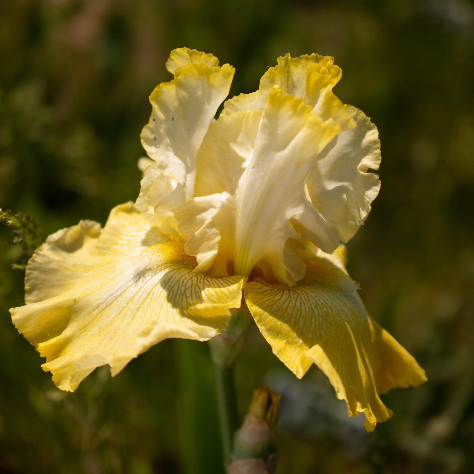 **Again & Again** Tall Bearded Iris. Pre-Order, Combined Shipping: Jul – Sep