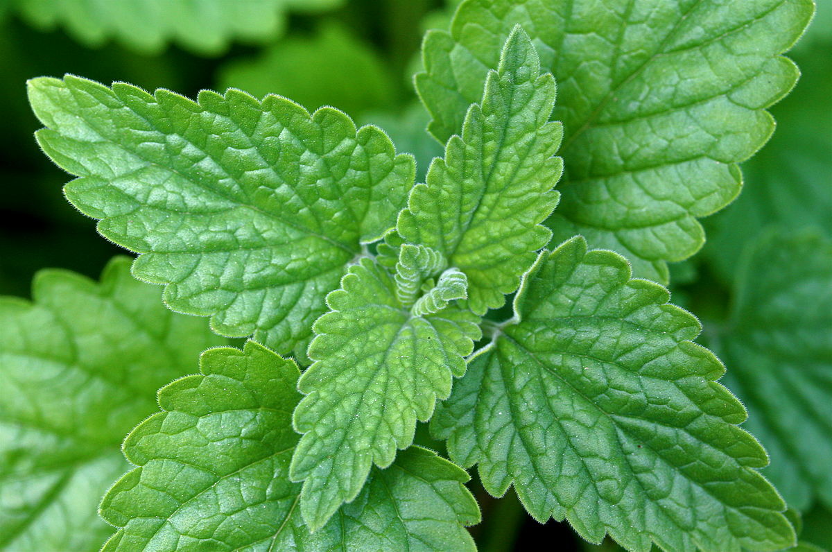1000 Catmint Catnip Herb Seeds Catnip is a mint that cats like!