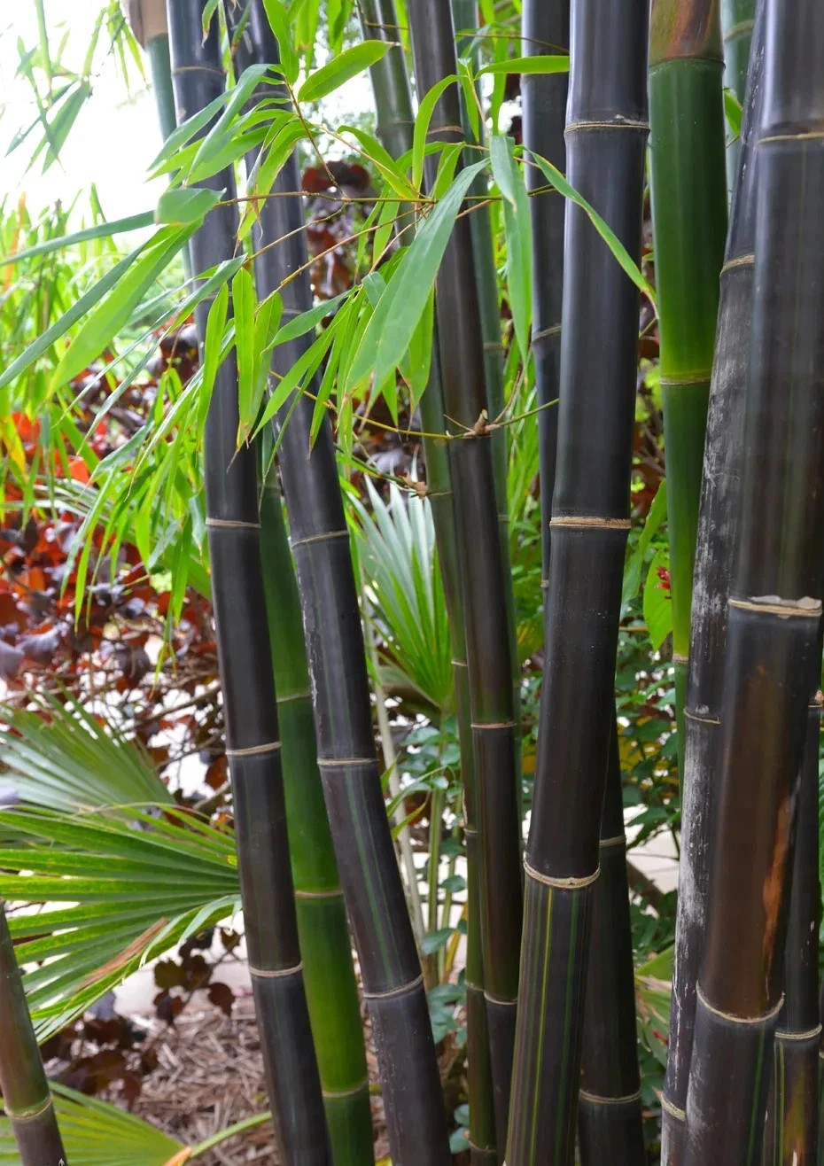 100+ Black Bamboo Seeds – Bonsai, Garden & Home Decoration, Cold Resistant, USA