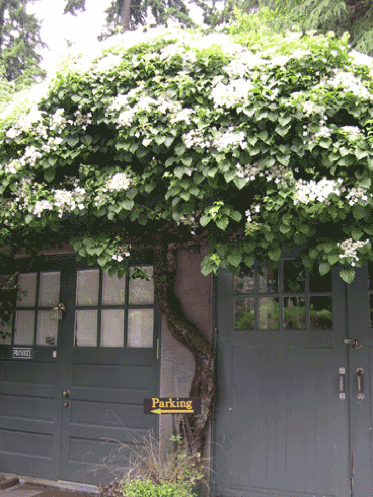Climbing Hydrangea, Hydrangea anomala petiolaris, Vine Seeds, (Showy, Fragrant)
