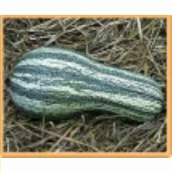 Cushaw, Green Striped 20 Heirloom Organic Non – Gmo Seeds (Sweet Potato Pumpkin)