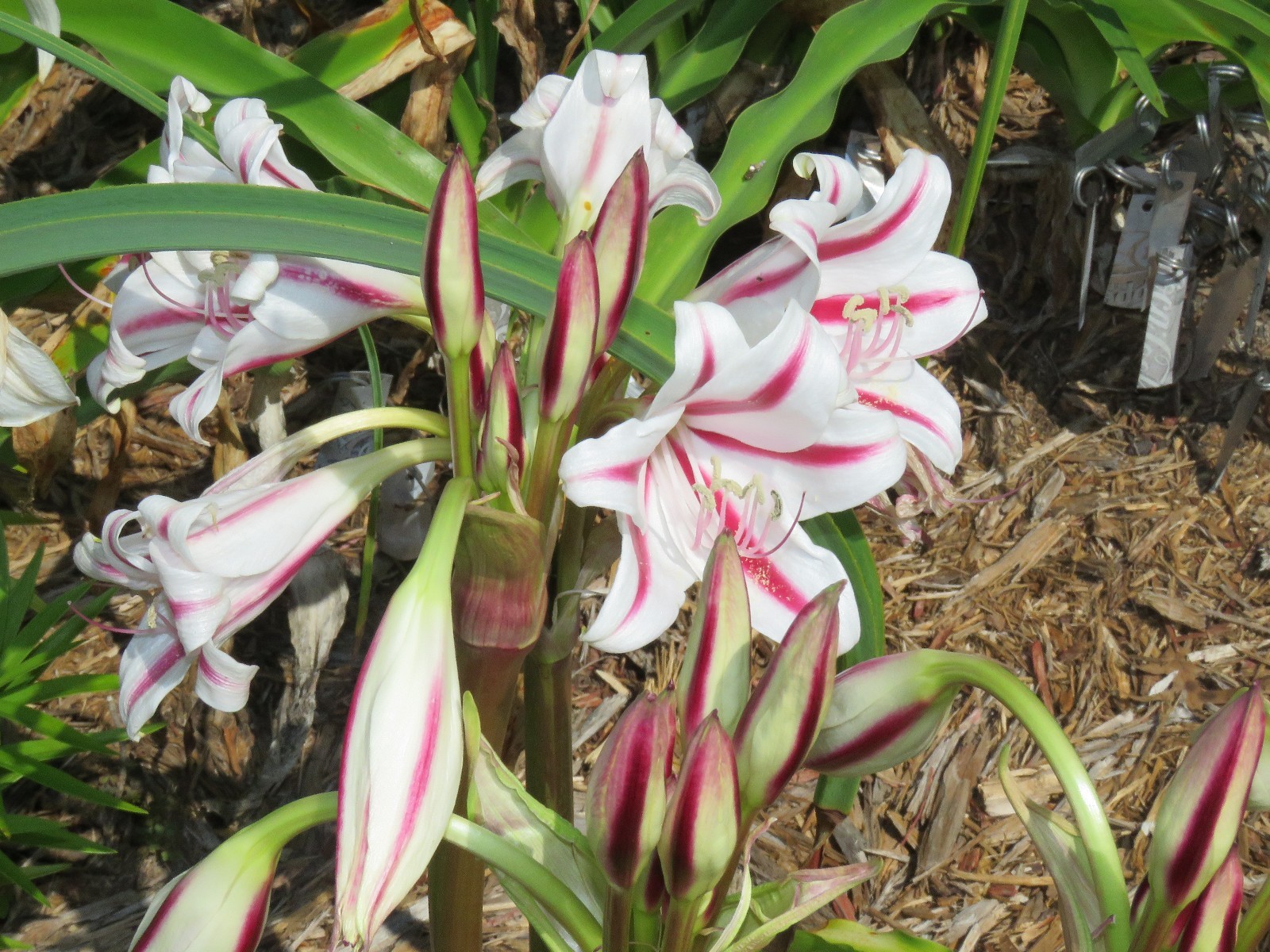 Crinum Lily, scabrum Margie Brown, large, near blooming-size bulb, NEW, RARE