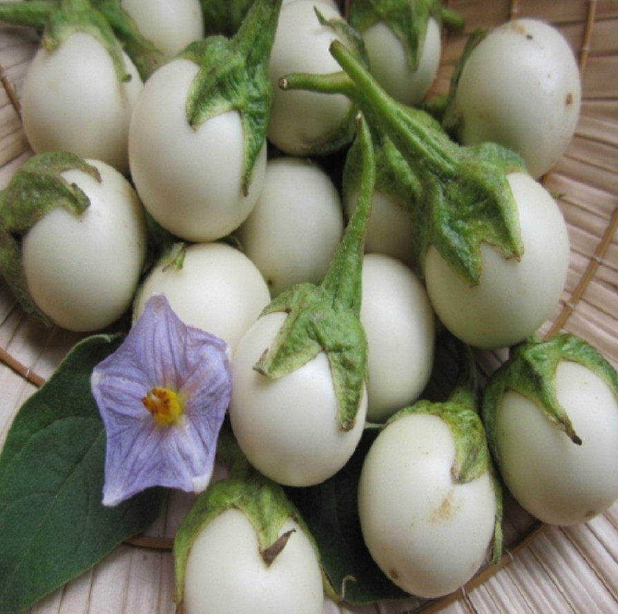 White Mini Round Eggplant Seeds – 0.5g per Pack – Vegetable – Cà Pháo Trắng