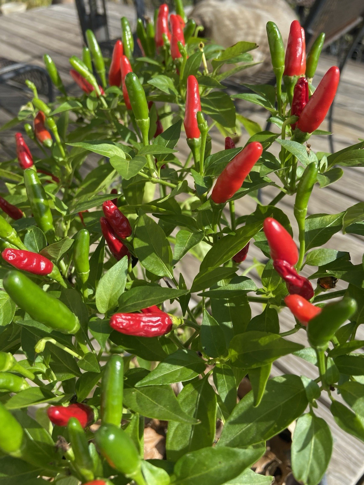 Bird’s Eye Chili Pepper – 25 Fresh Seeds – FREE Shipping