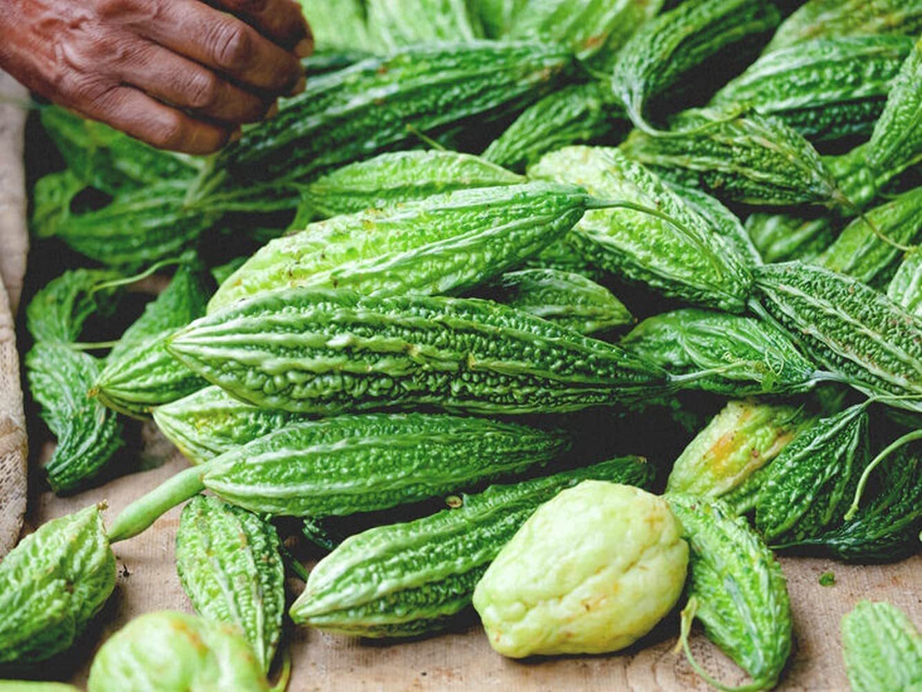 20++ India Hybrid Bitter gourd seeds/Bitter melon Kho Qua An do seeds