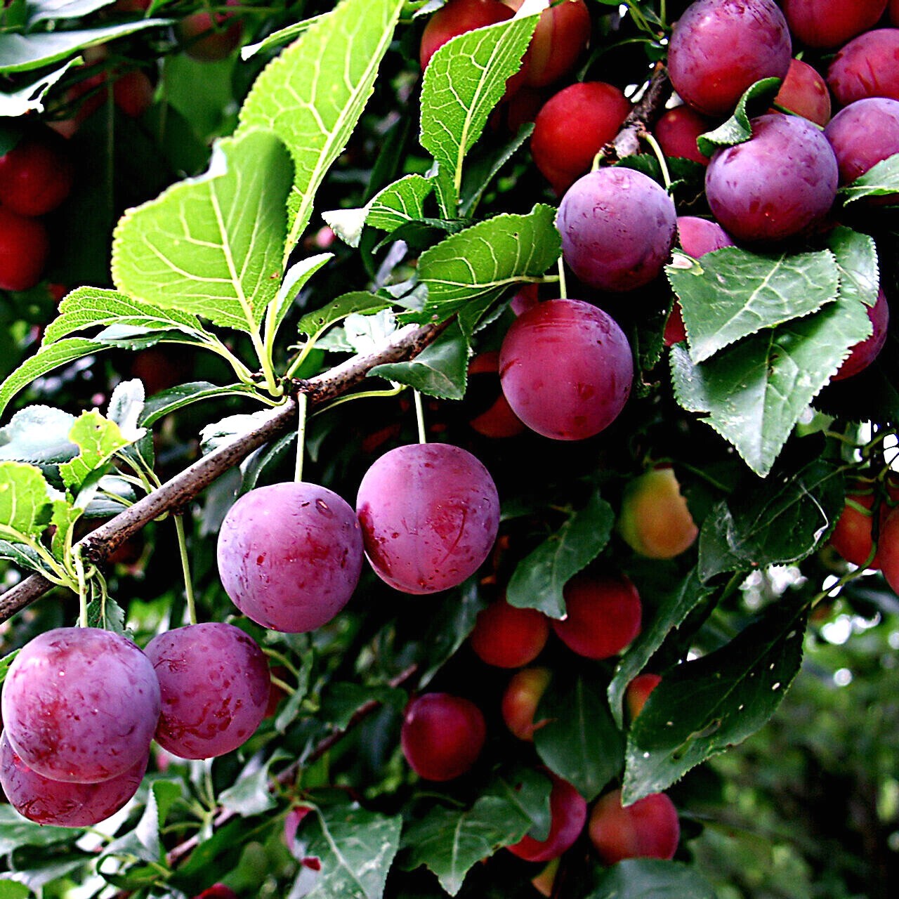 AMERICAN PLUM TREE SEEDS (Prunus americana) Fast Fruit Flower Plant Hardy-Zone 3