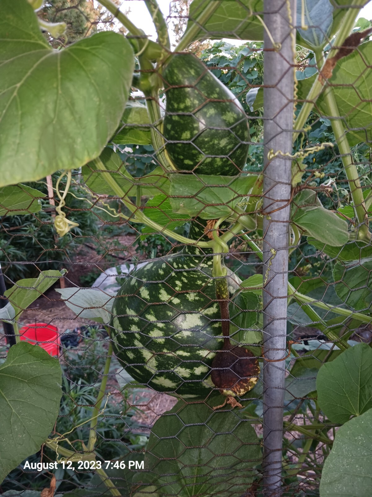 50 Speckled Swan Gourd Seeds Organic Heirloom USA