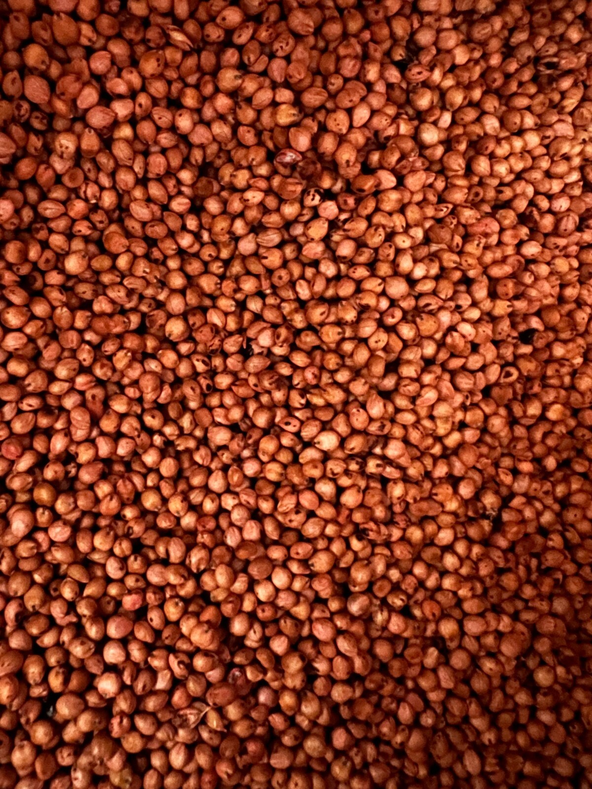 Super Sugar Sorghum-SundanGrass Hybrid Seed 50 lbs