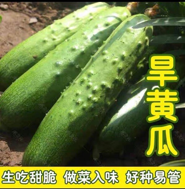 30+ Chinese Fruit Cucumber Seeds 30多粒中国水果黄瓜，旱黄瓜种子. 2023年新种子