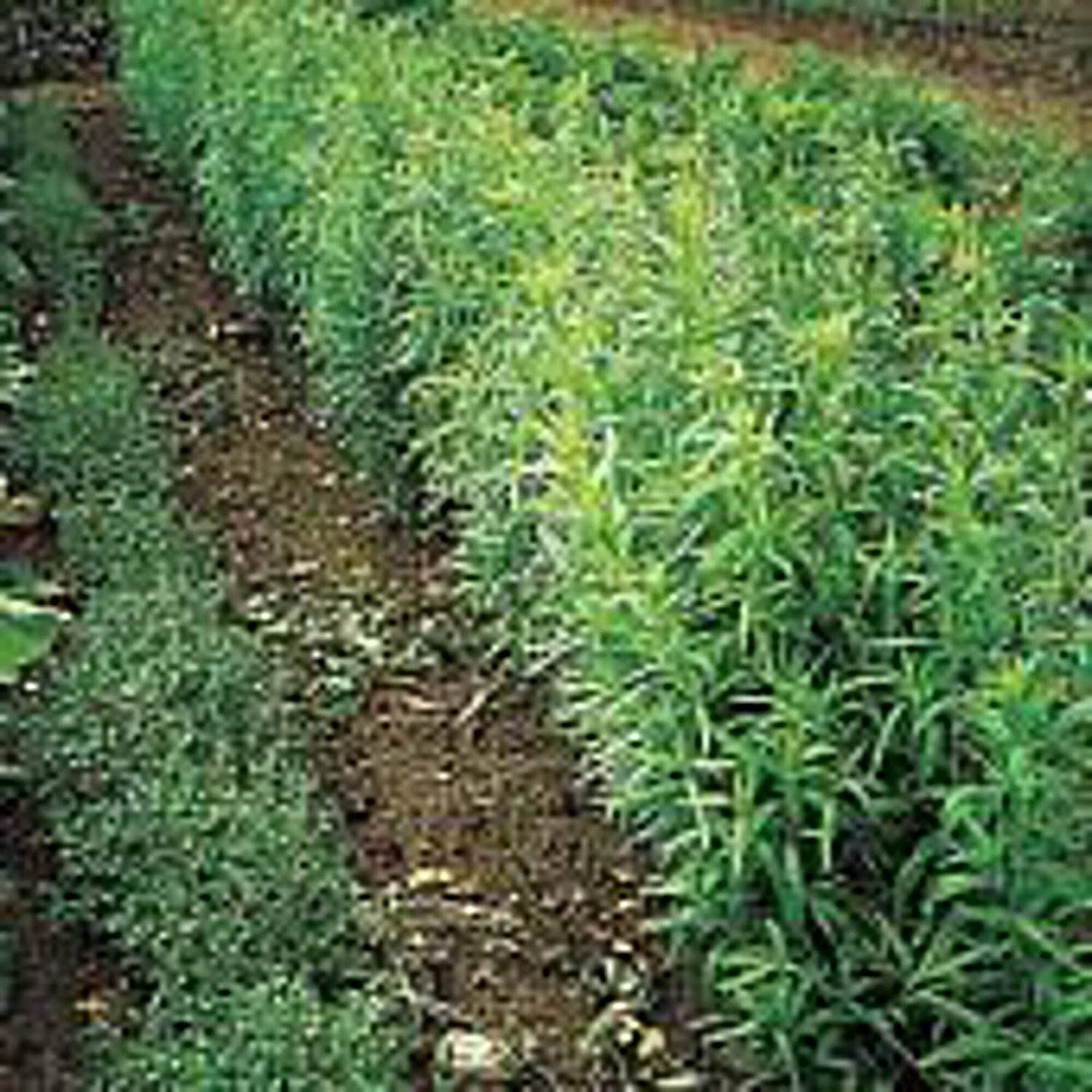 Russian Tarragon Seeds (25+ Seeds)