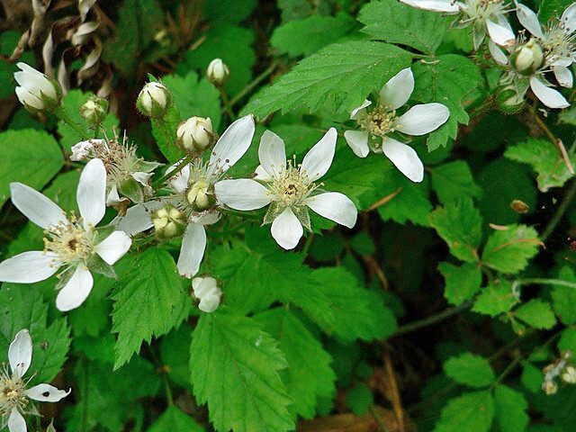 Rubus ursinus | California Blackberry | 20 Seeds
