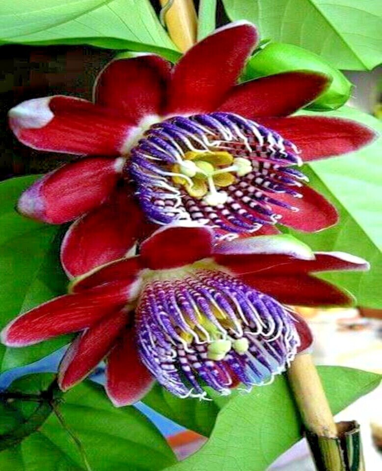 10 GIANT GRANADILLA SEEDS Passiflora quadrangularis Passionfruit Flower Plant