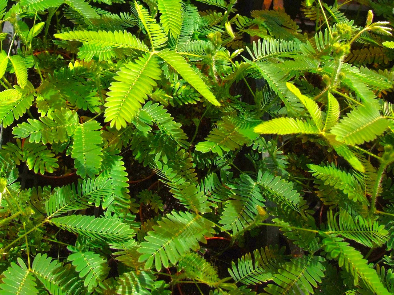 Sensitive Plant (Shameplant) Seeds – For 2025 Planting React To Touch