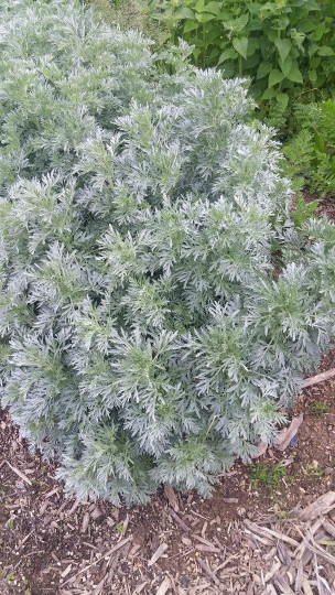 Wormwood (Artemisia absinthium) Seeds, qty 100+, organically grown
