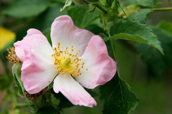 Rosa carolina | Pasture Rose | Carolina Rose | Wild Rose | Sand Rose | 10 Seeds