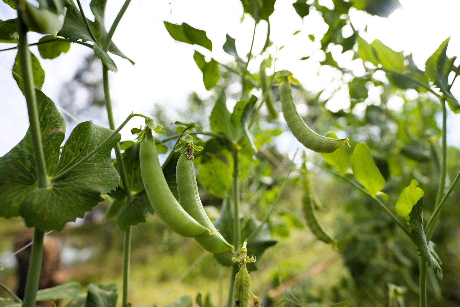 50 SUGAR ANN PEA Stringless Sweet Green Snap Pisum Sativum Vegetable Seeds