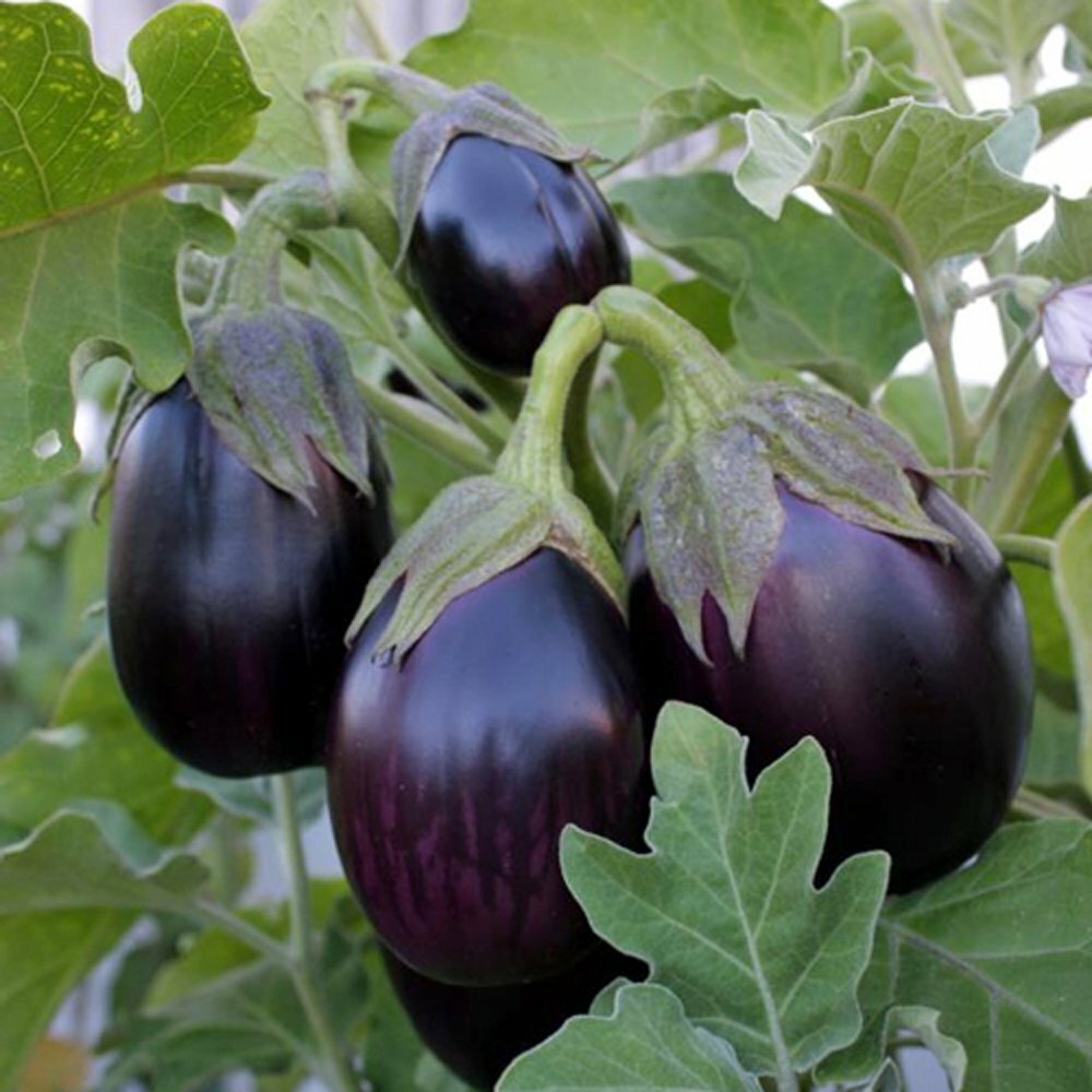 100 BLACK BEAUTY EGGPLANT SEEDS FRESH HARVEST FOR 2024 GARDENS