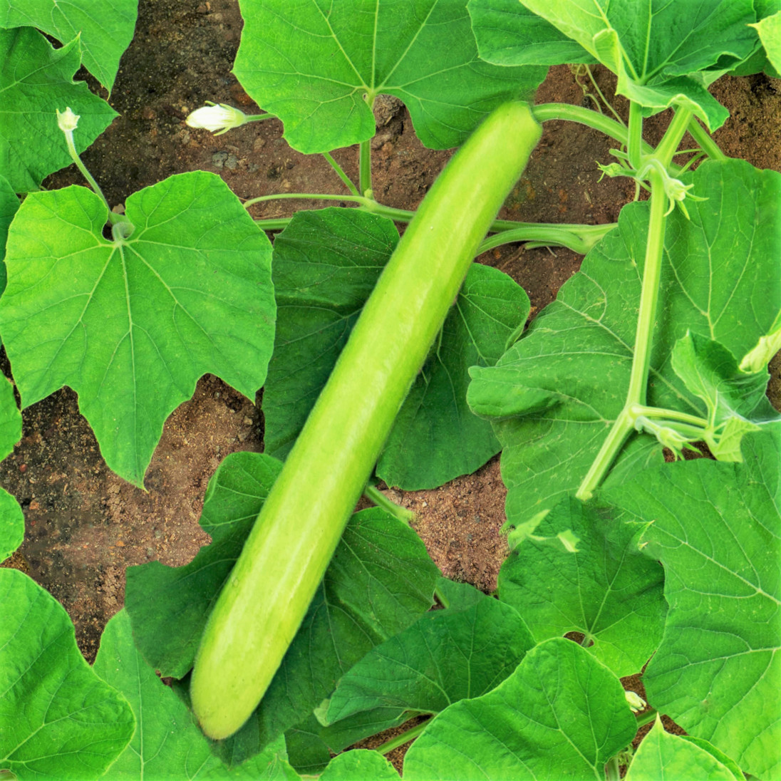 Big Green Sausage Bottle Gourd Seeds | Non GMO Calabash Opo Upo Melon Seed 2024