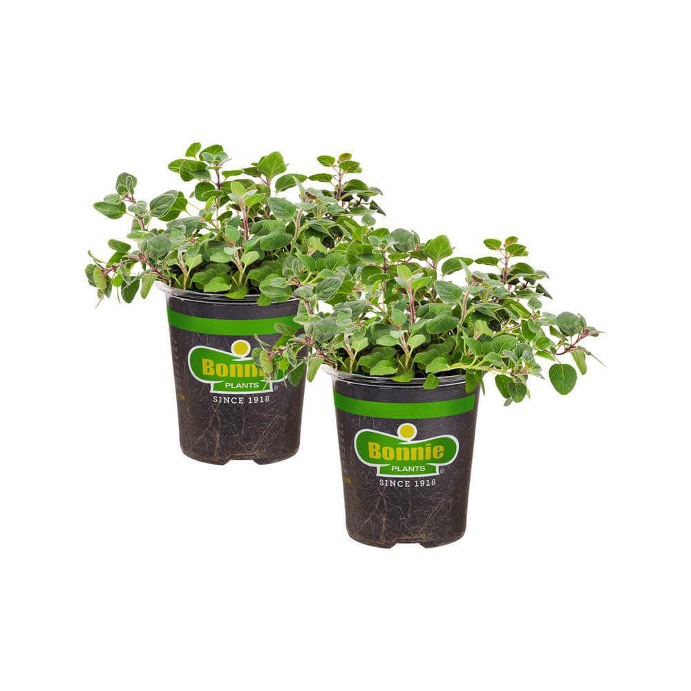 19 oz. Greek Oregano Herb Plant (2-Pack)