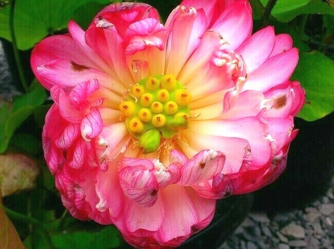 5 POLYPHYLL RED LOTUS SEEDS – Nelumbo Nucifera