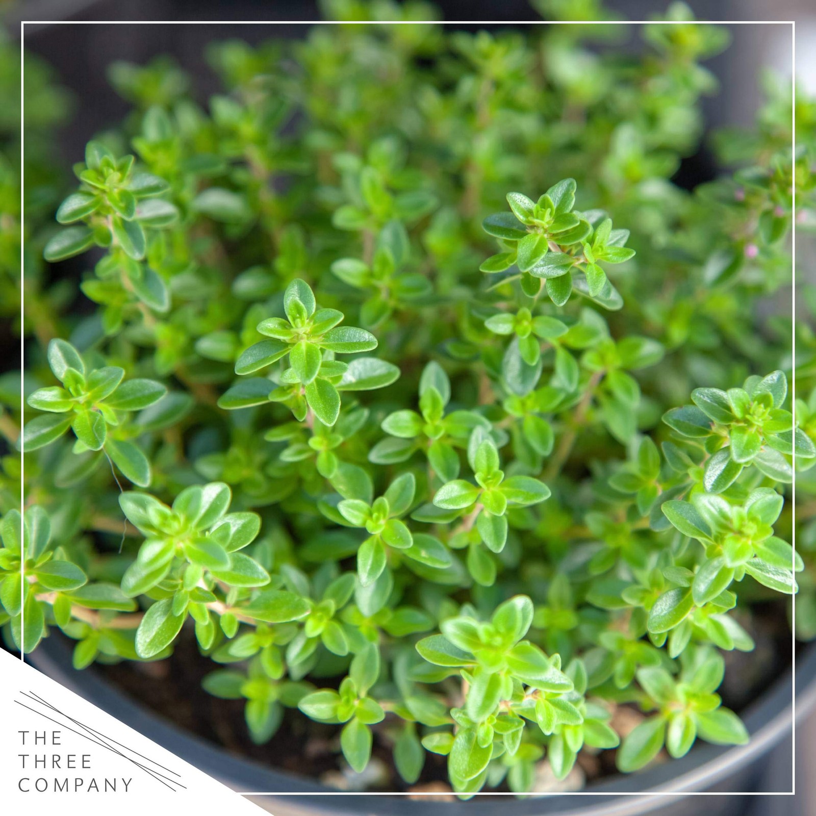 Live Herb – Assortment 6 Per Pack – Grower’s Choice Varieties, Rosemary,…