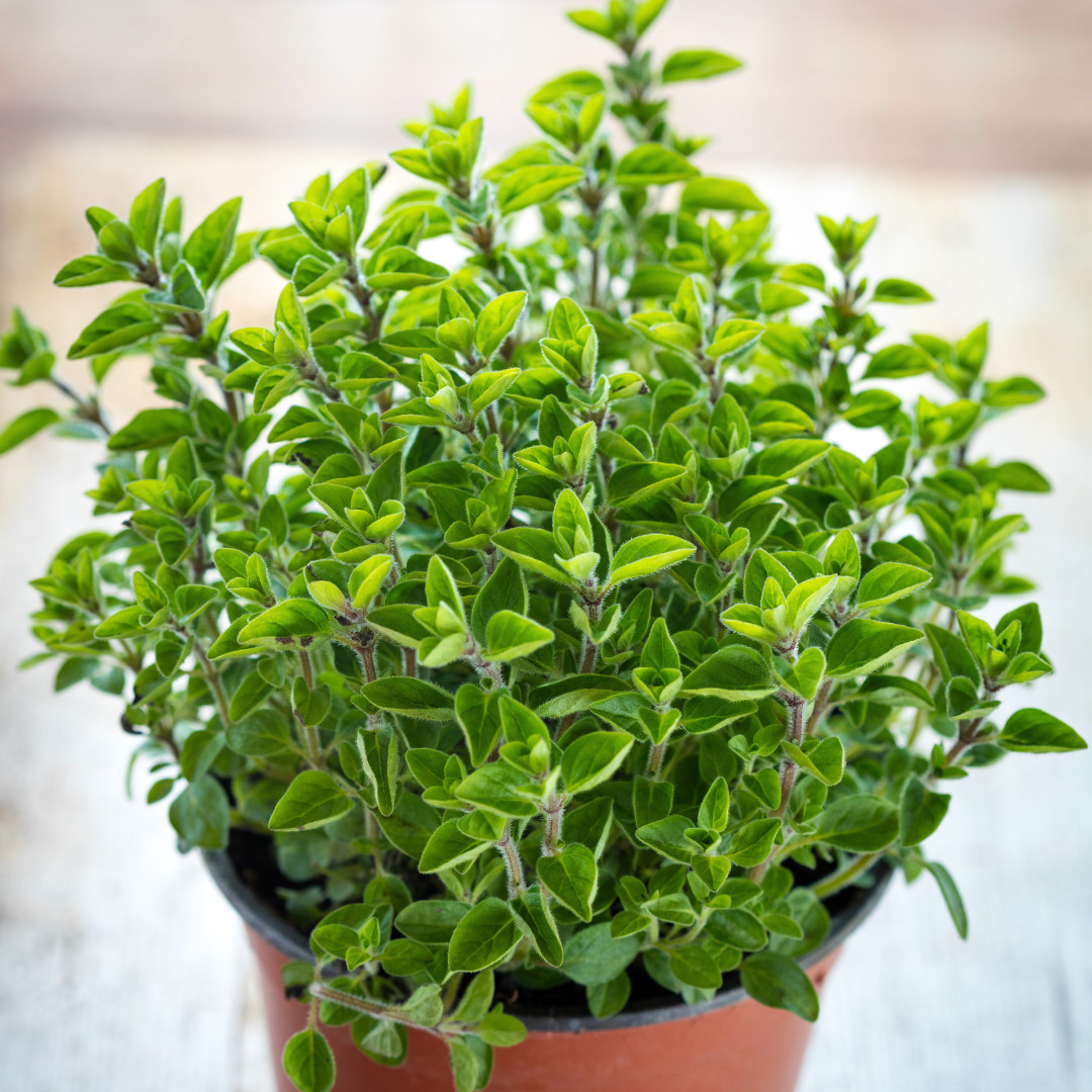 Fresh Oregano Seeds | Italian | Herb | Culinary | Heirloom Non-GMO | Herb Seeds