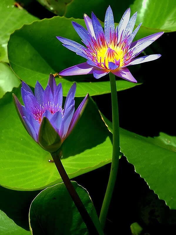 10 PURPLE WATER LILY Pad Nymphaea Sp Pond Lotus Flower Seeds *Combined Shipping
