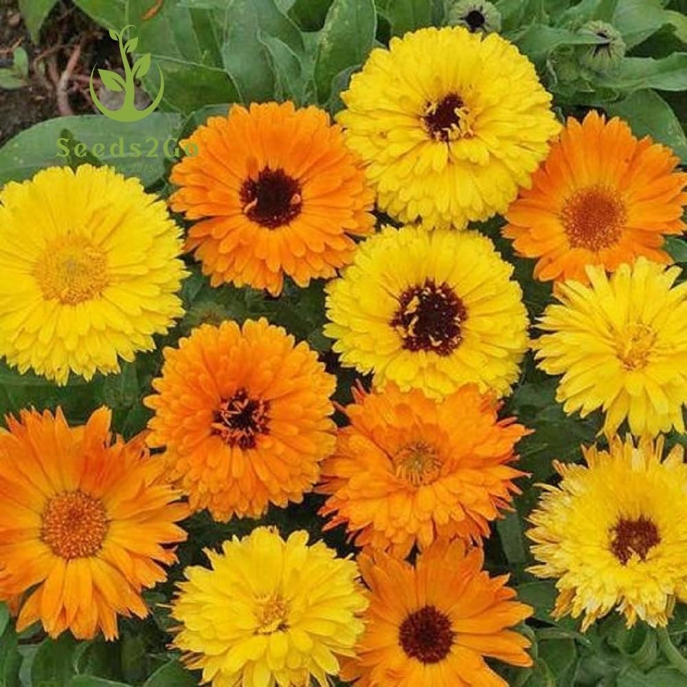 Calendula Flower Seeds, Pacific Beauty Mix, Pack of 2,000 Seeds Orange,Yellow