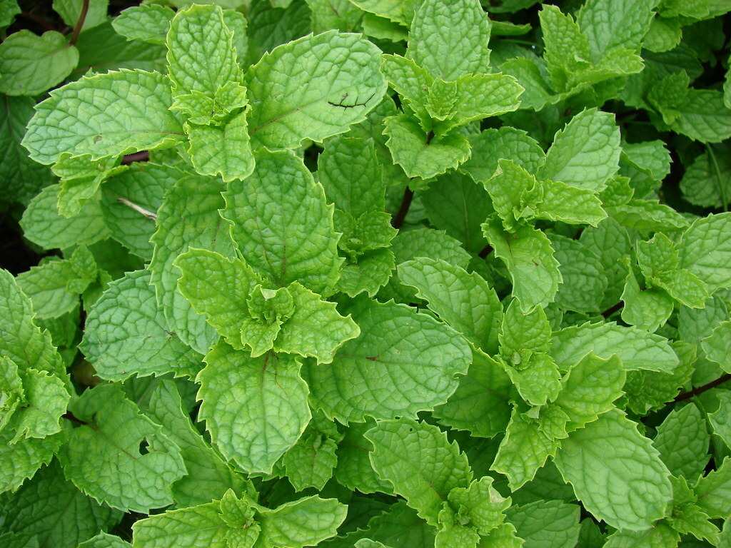 Spearmint (Mentha spicata), 1000 seeds