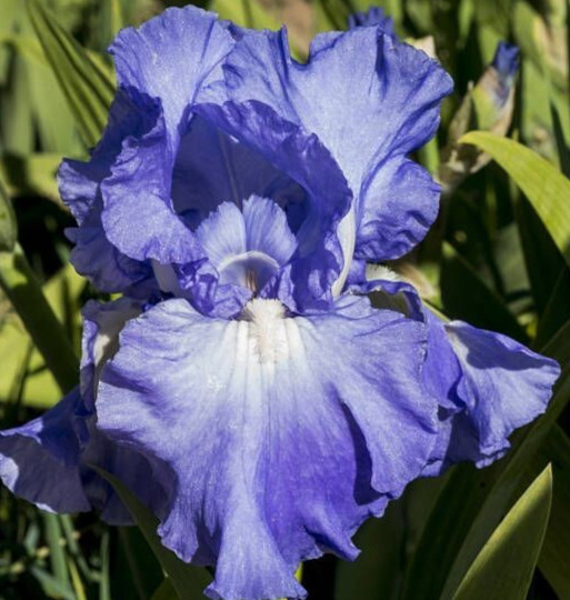 Bearded Iris FULL TIDE 1 Flower Plant Bulb Bare Root WISTERIA BLUE 1970 Awards