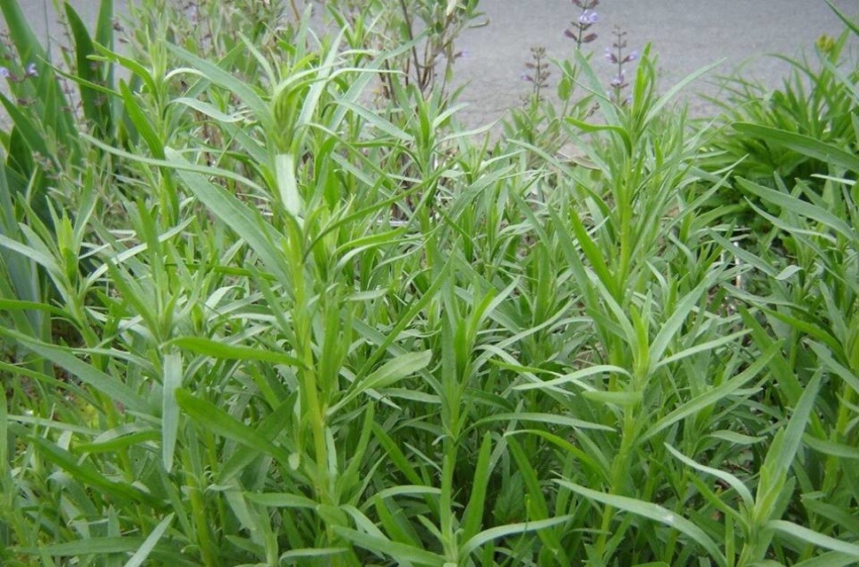 Russian Tarragon Seeds 300+ HERB Garden Perennial Heirloom USA FREE SHIPPING