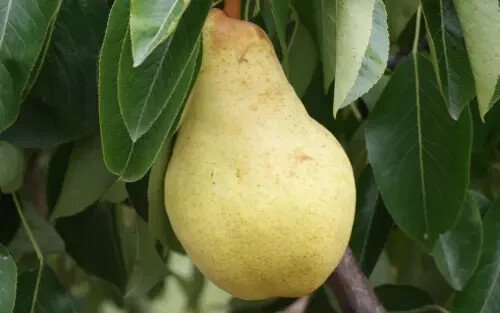 25+ Bartlett Pear Seeds for Garden Planting – USA – FREE SHIPPING!