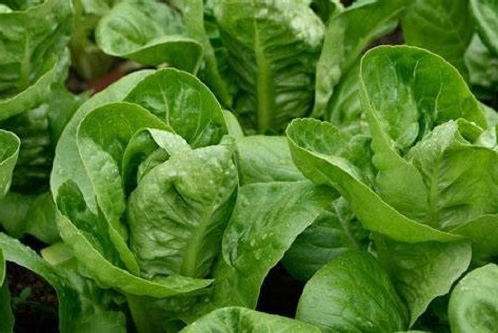 Lettuce Seeds, Parris Island Romaine Lettuce Seeds ,”COOL BEANS N SPROUTS” Bran