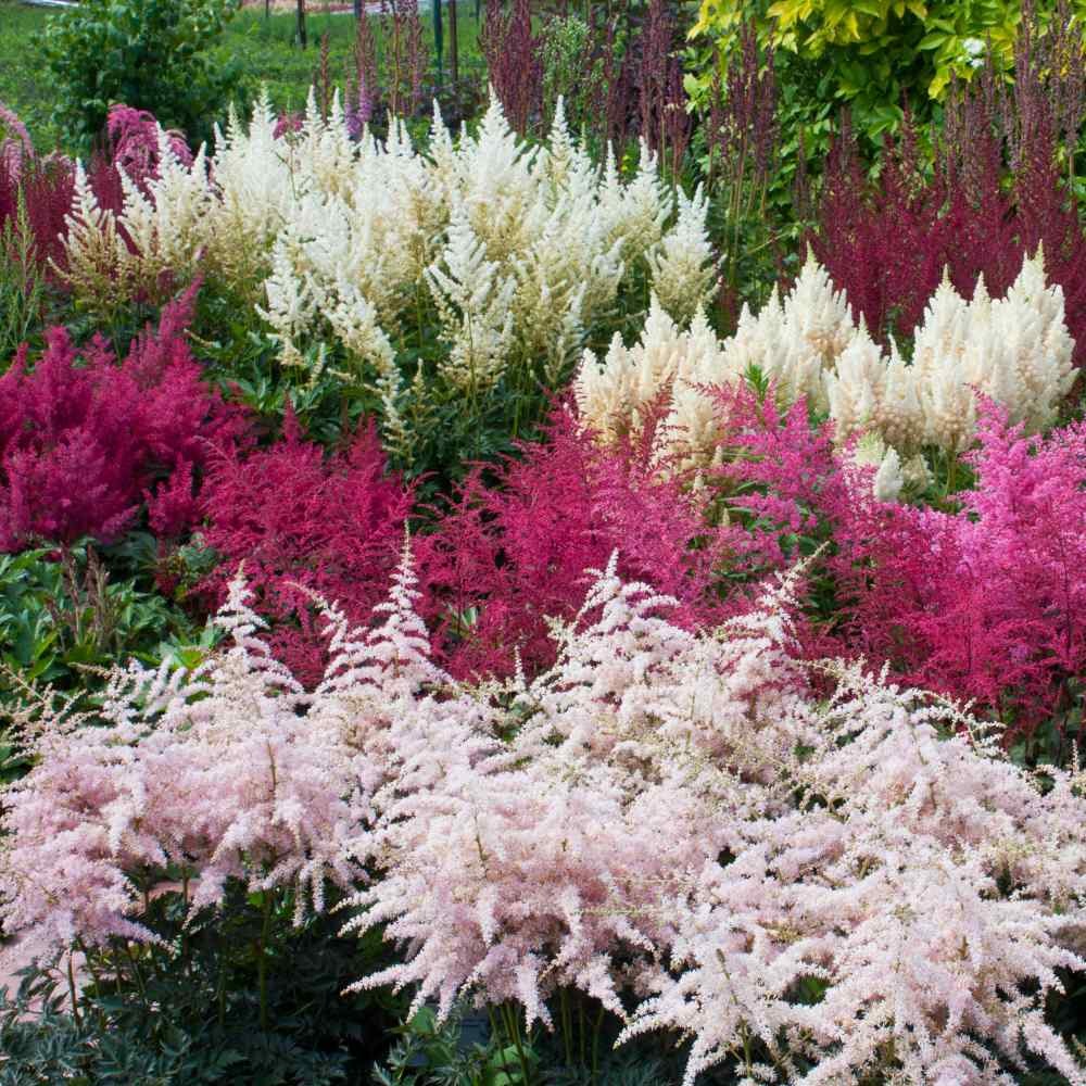 2000 Seeds Astilbe Seed Mix For Planting – Astilbe Arendsii Bunter Flower Seed