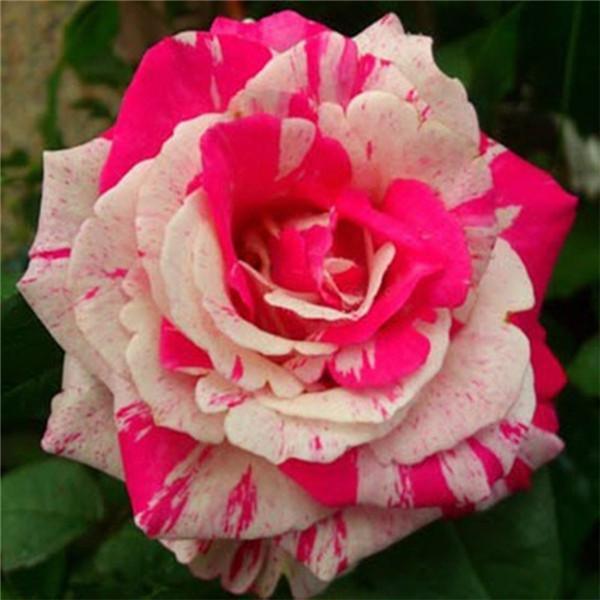 20 EXOTIC RARE STRIPED DRAGON ROSE SEEDS garden flower plant Rosas tea hybrid