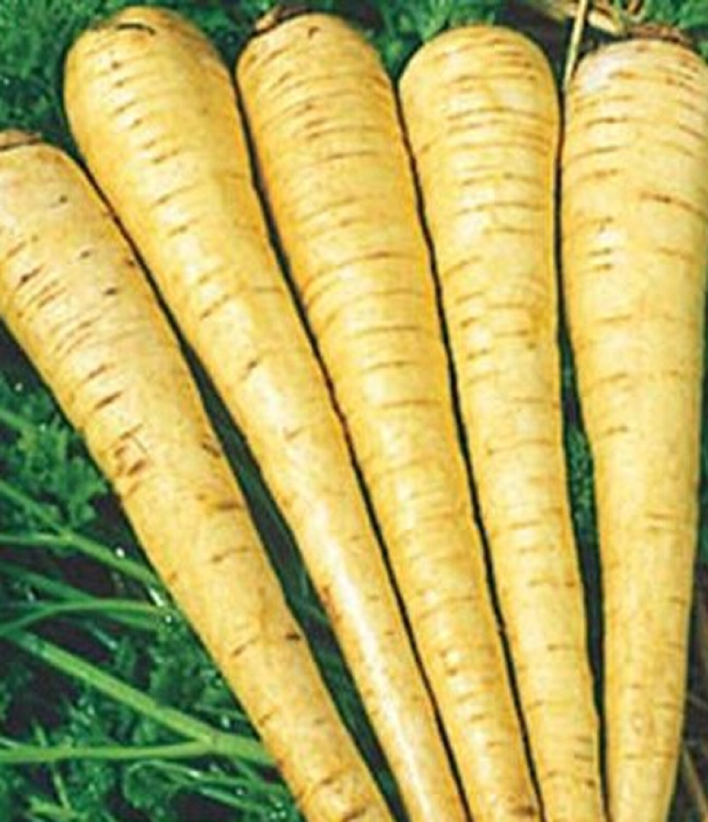 All American Parsnip Seeds 200+ SEEDS NON-GMO –BUY 4 ITEMS FREE SHIPPING