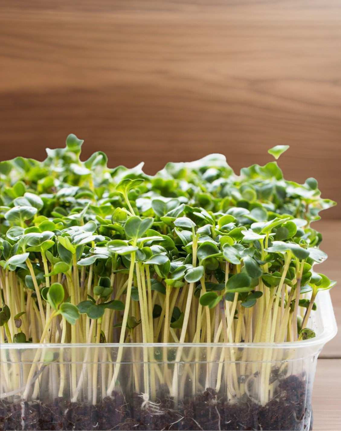 Organic Non-GMO Broccoli Seeds Sprouting Sprouts Microgreens of Pure*NEW*