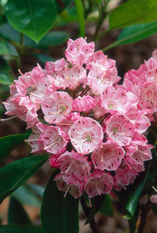 Mountain Laurel Shrub, Kalmia Latifolia, Seeds (Showy Evergreen)