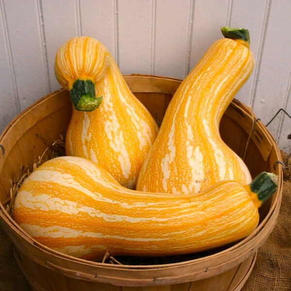 Orange Striped Cushaw Pumpkin Squash Seeds (10) / Organic / Florida Grown