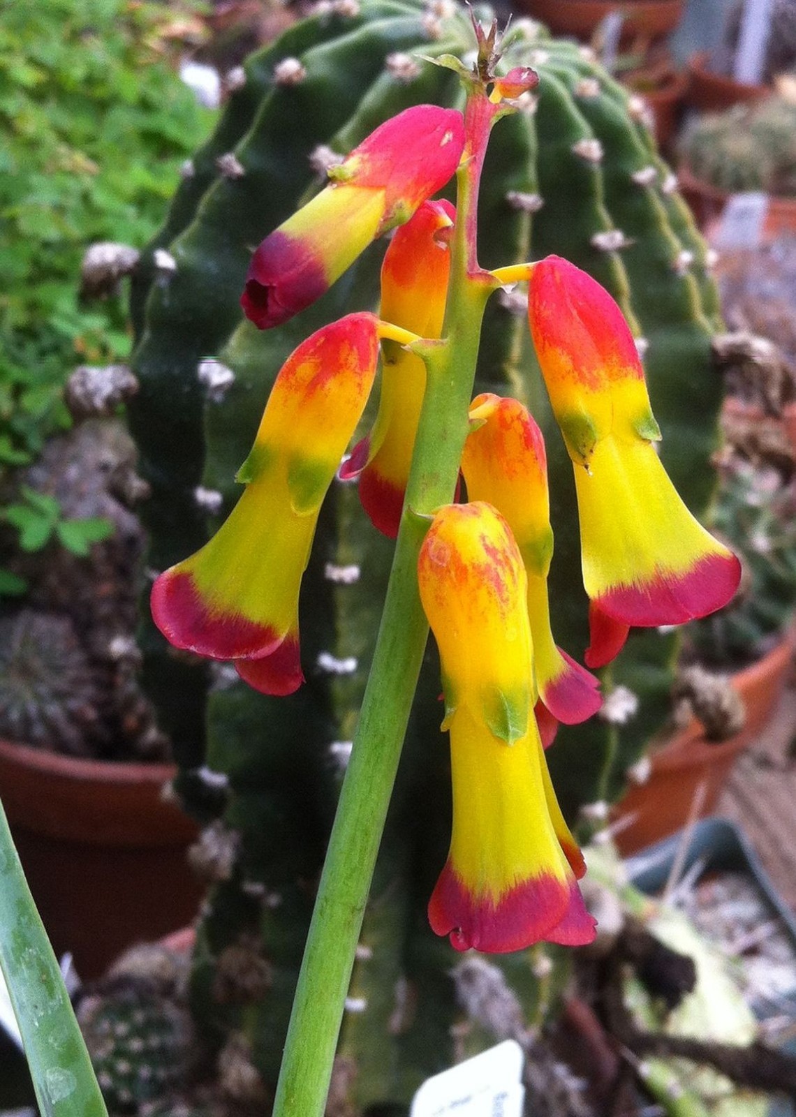 Bulbs D, CHOOSE 2: Lachenalia mutabilis, pusilla, quadricolor, Massonia,
