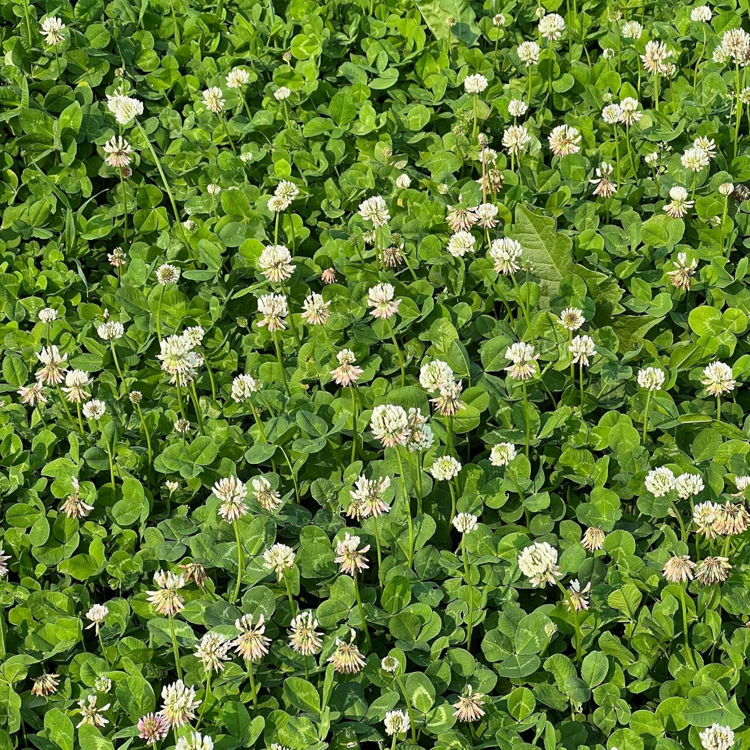 Micro Clover Seed for Lawn – 5 Lb Bulk – ~2 Million Microclover Seeds