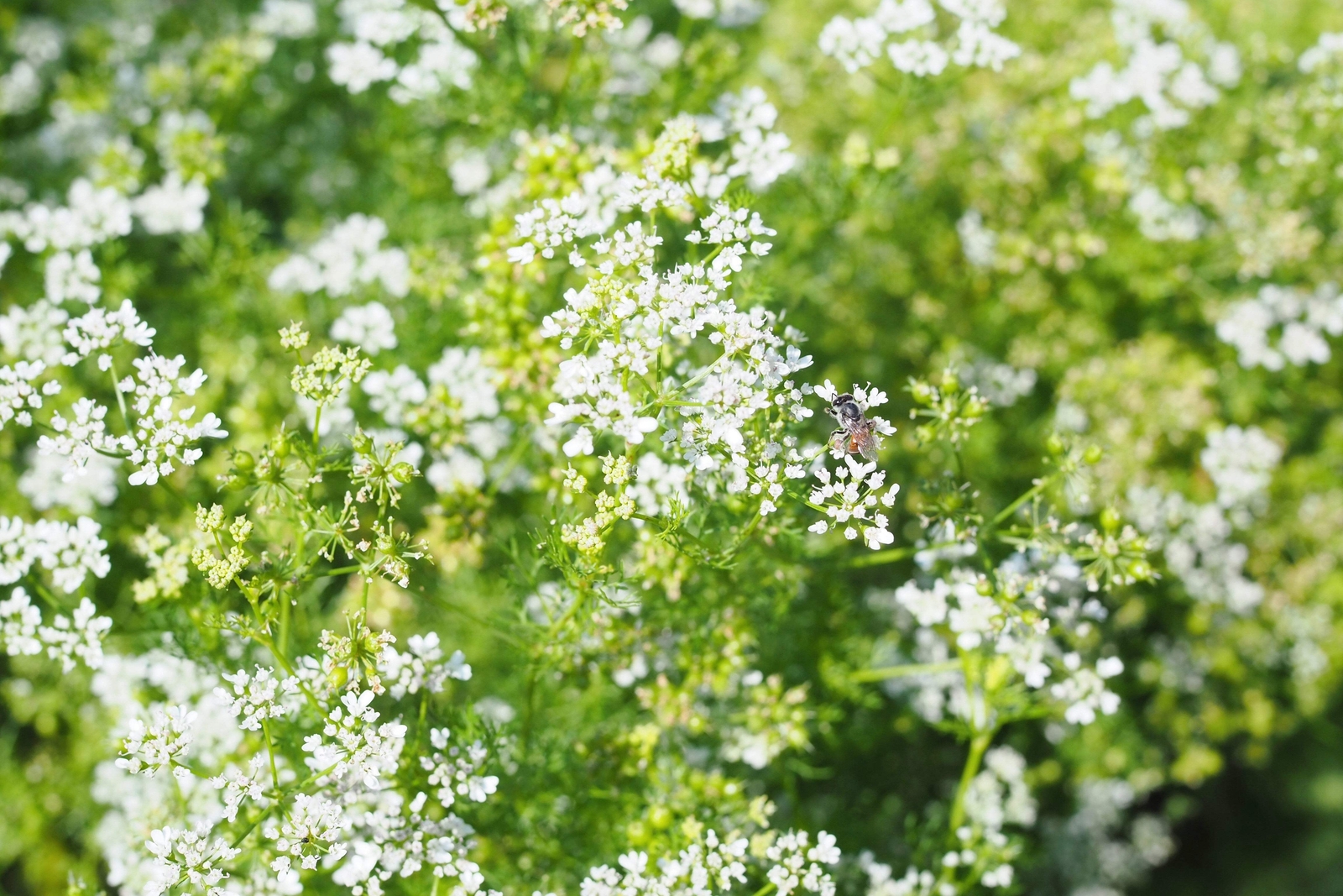 1000 CILANTRO / CORRIANDER / Chinese PARSLEY Coriandrum Sativum Herb Seeds
