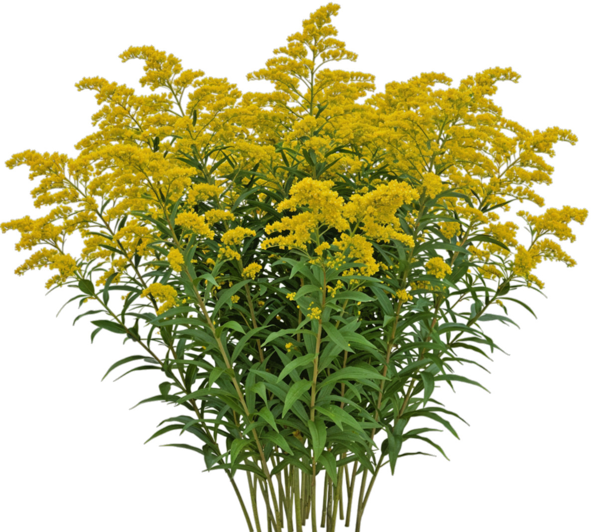 Canadian goldenrod 1000 seeds, solidago canadensis, large flowers, bulk seeds.
