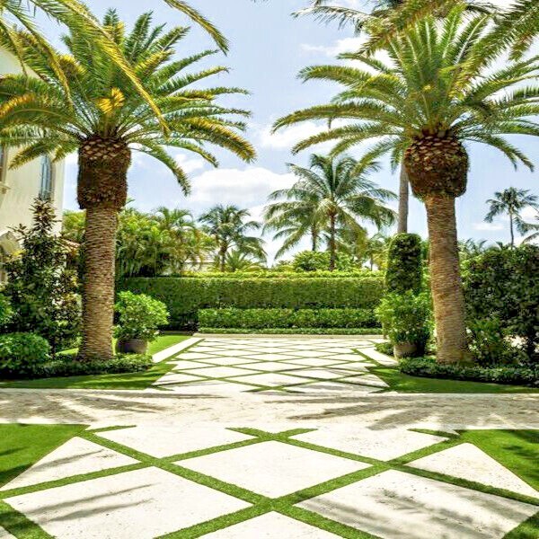 10 CANARY ISLAND DATE PALM Tree Seeds (Phoenix Canariensis) Hardy Fruit Plant