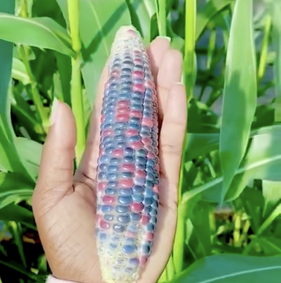 Multi Color Corn, Heirloom Native American Maize. Organic Non GMO, 10 Seeds