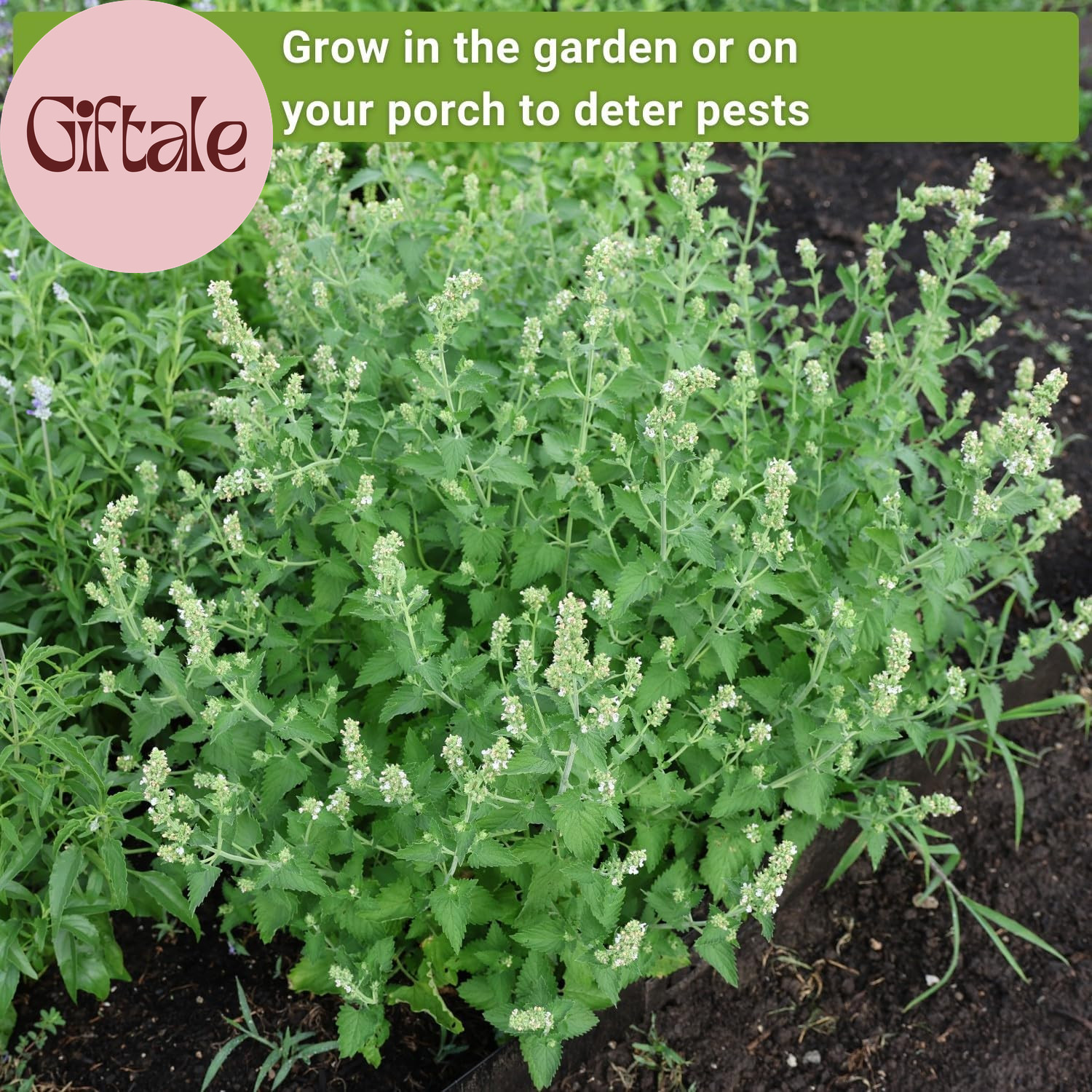 – Insect & Pest Repellent Seed Collection for Planting – Lavender, Catnip, Marig