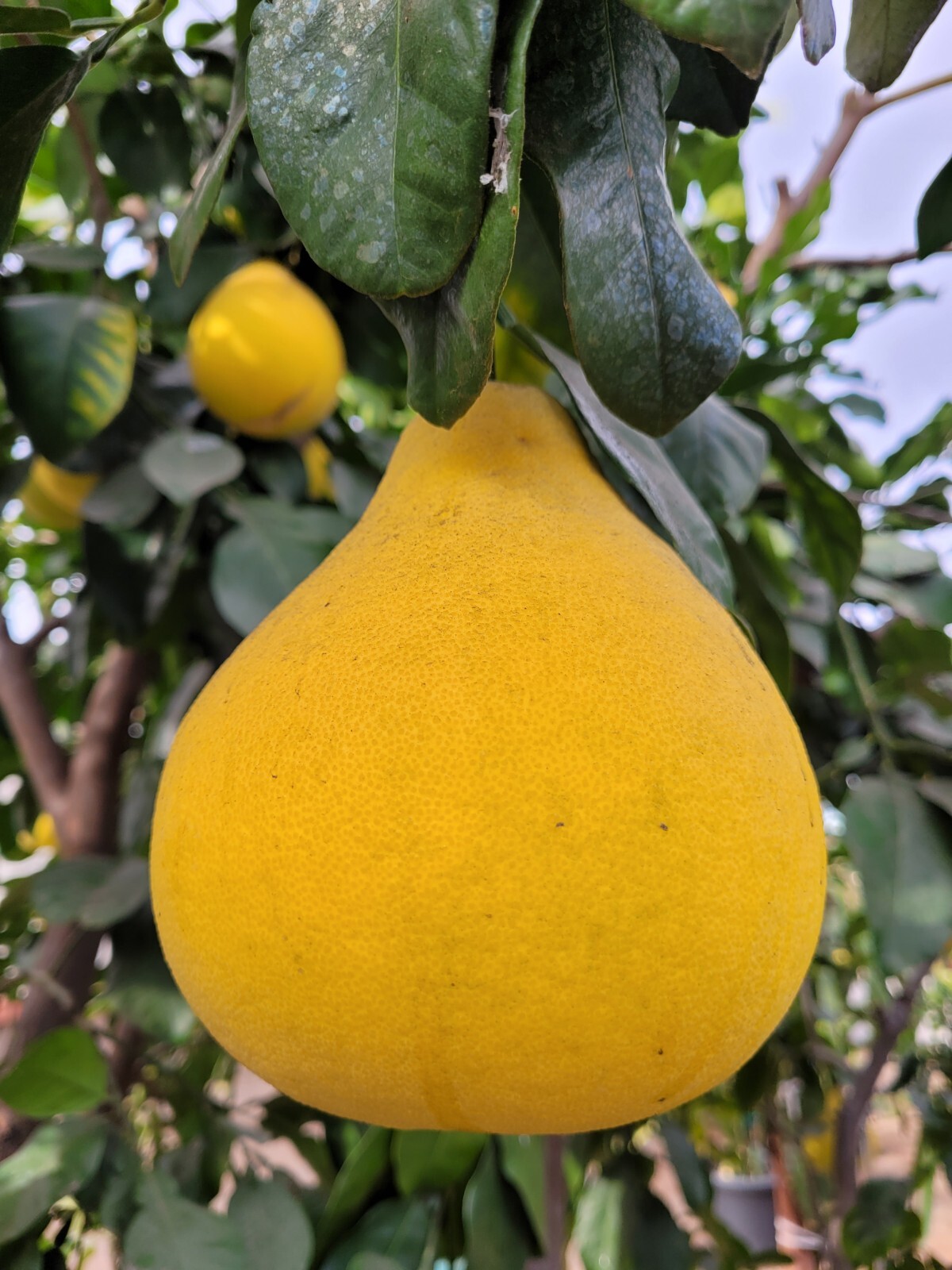 15 Pomelo Seeds Sweet Good Variety