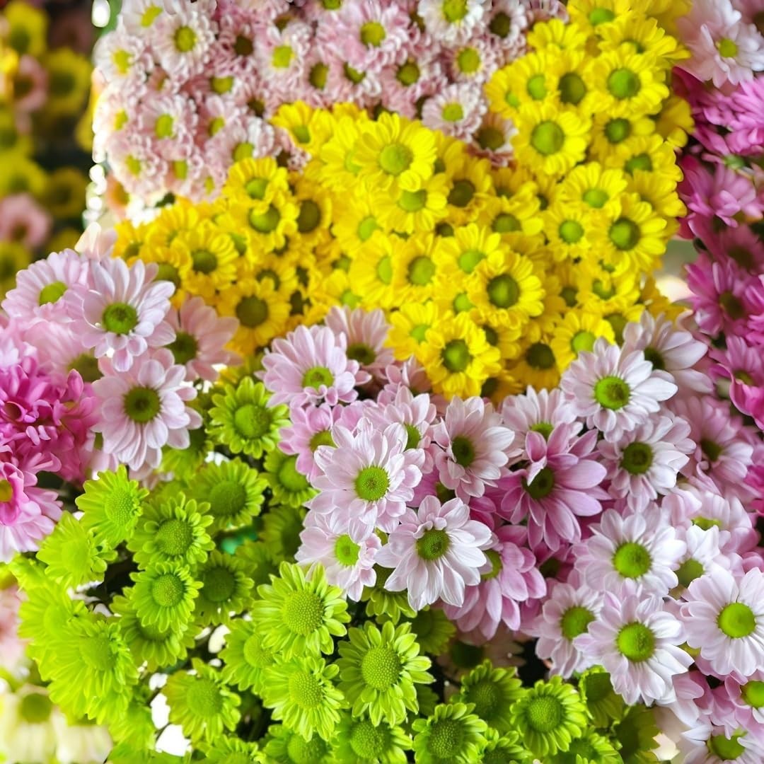 100pcs Chrysanthemum Seeds – Beginner-Friendly, Non-GMO Flower Seeds for Plan…