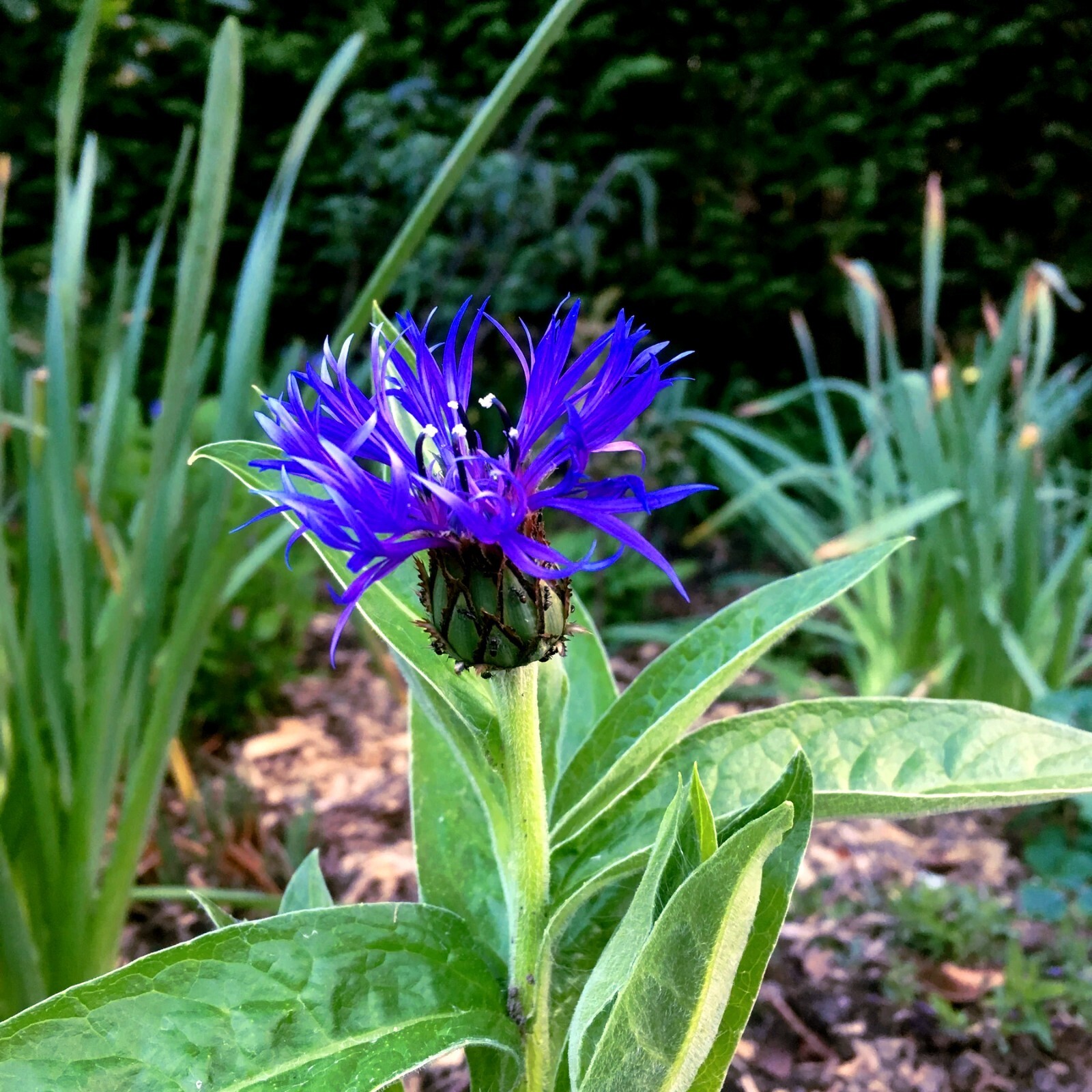 20 MOUNTAIN BLUE CORNFLOWER SEEDS PERENNIAL Centaurea montana Cold Hardy Plant