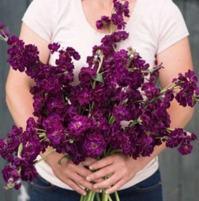 Stock Variety: Cherry Blossom, Lavender Blue, Yellow, Apricot, Purple, Ruby